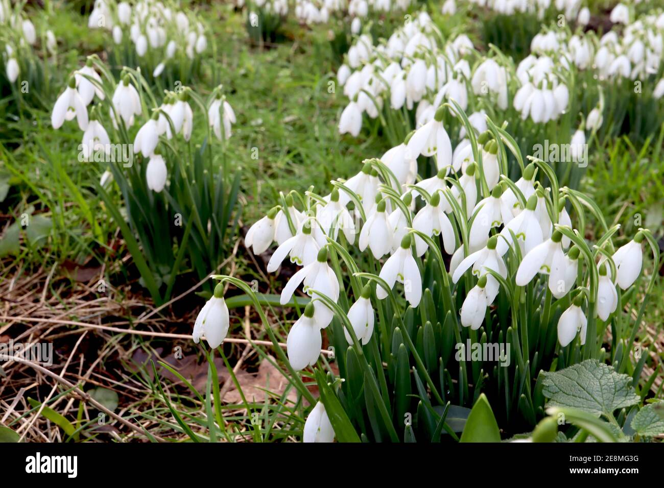 Galanthus elwesii Giant Snowdrop – groupe de fleurs blanches en forme de cloche avec un marquage vert semblable à la moustache, janvier, Angleterre, Royaume-Uni Banque D'Images