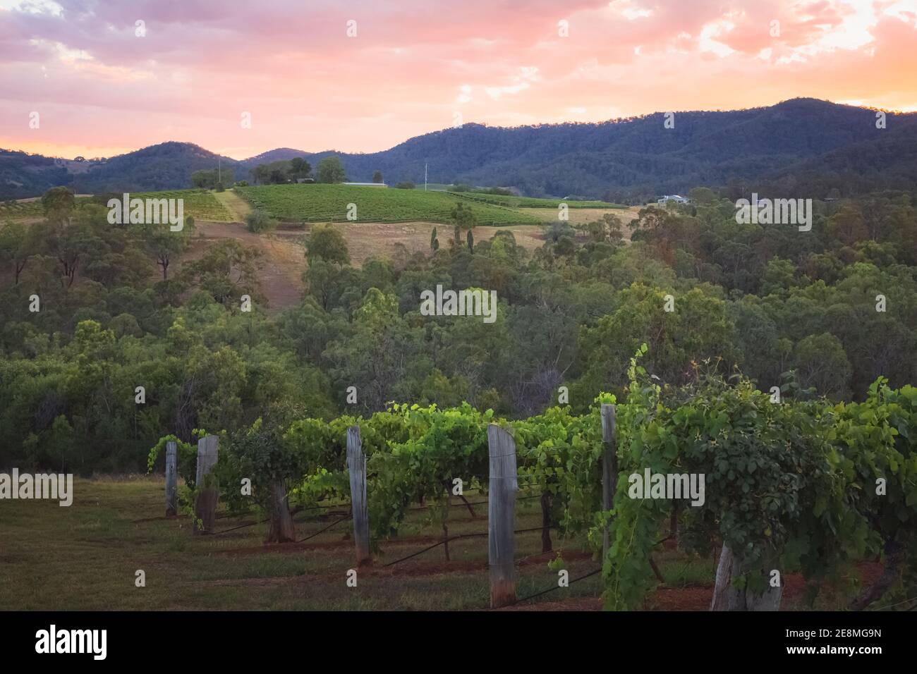 Un coucher de soleil coloré au-dessus d'un paysage rural pittoresque et d'un vignoble dans la région de Hunter Valley, célèbre pays viticole de Nouvelle-Galles du Sud, en Australie. Banque D'Images