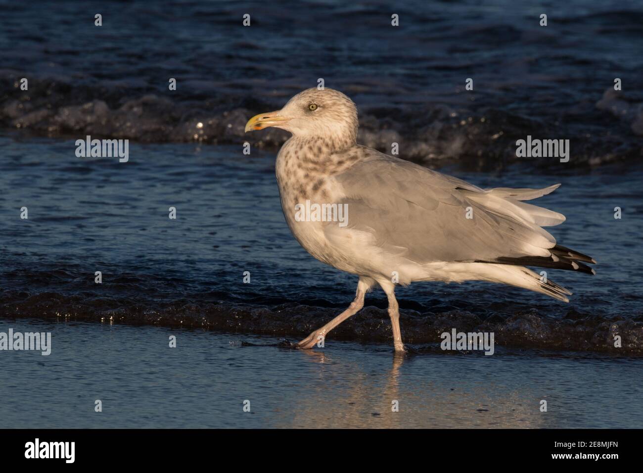 Un goéland à harengs adulte, Laurus argentatus smitthsonianus, le long de la côte atlantique du Maine des États-Unis. Banque D'Images