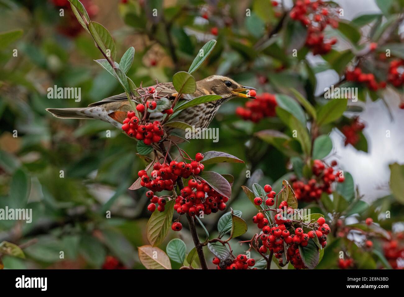 Redwing-Turdus iliacus se nourrit de baies de Cotoneaster. Hiver Banque D'Images