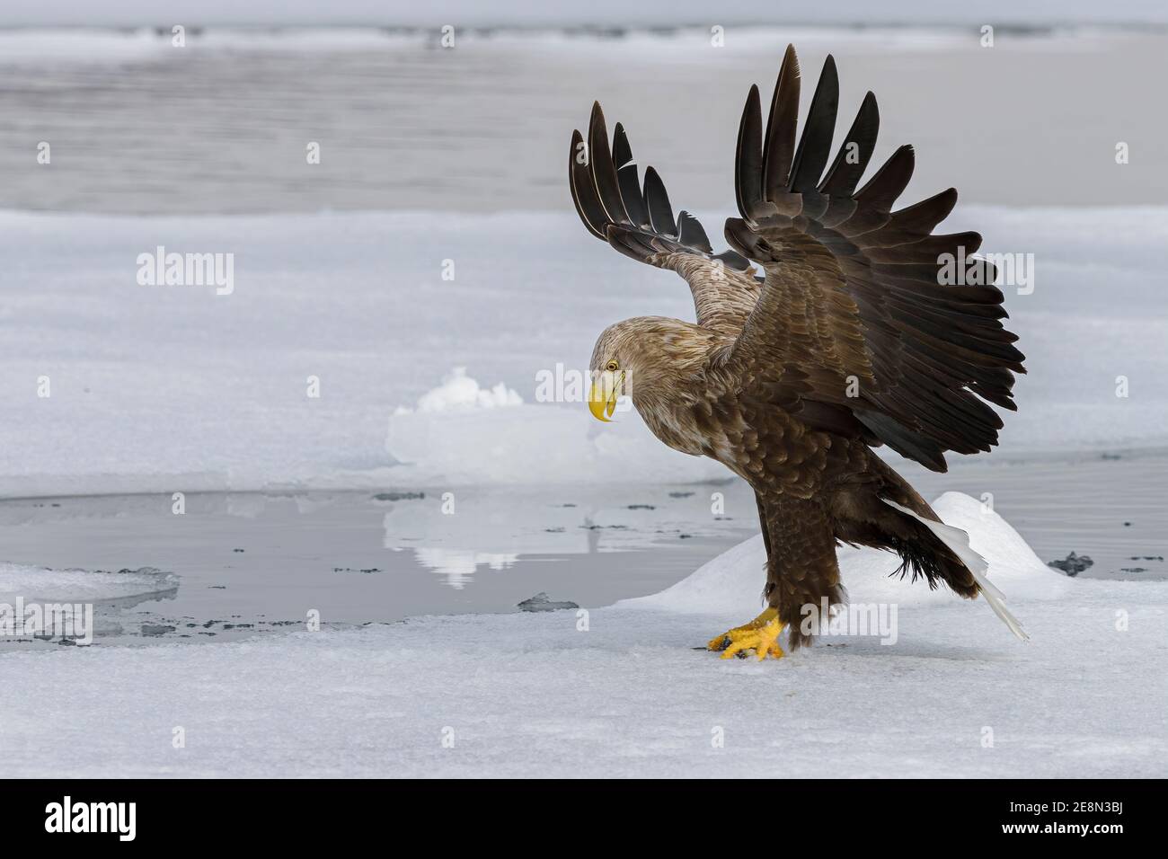 Aigle à queue blanche (Haliaeetus albicilla) atterrissage sur la glace de mer avec les ailes allongées en regardant à gauche Banque D'Images