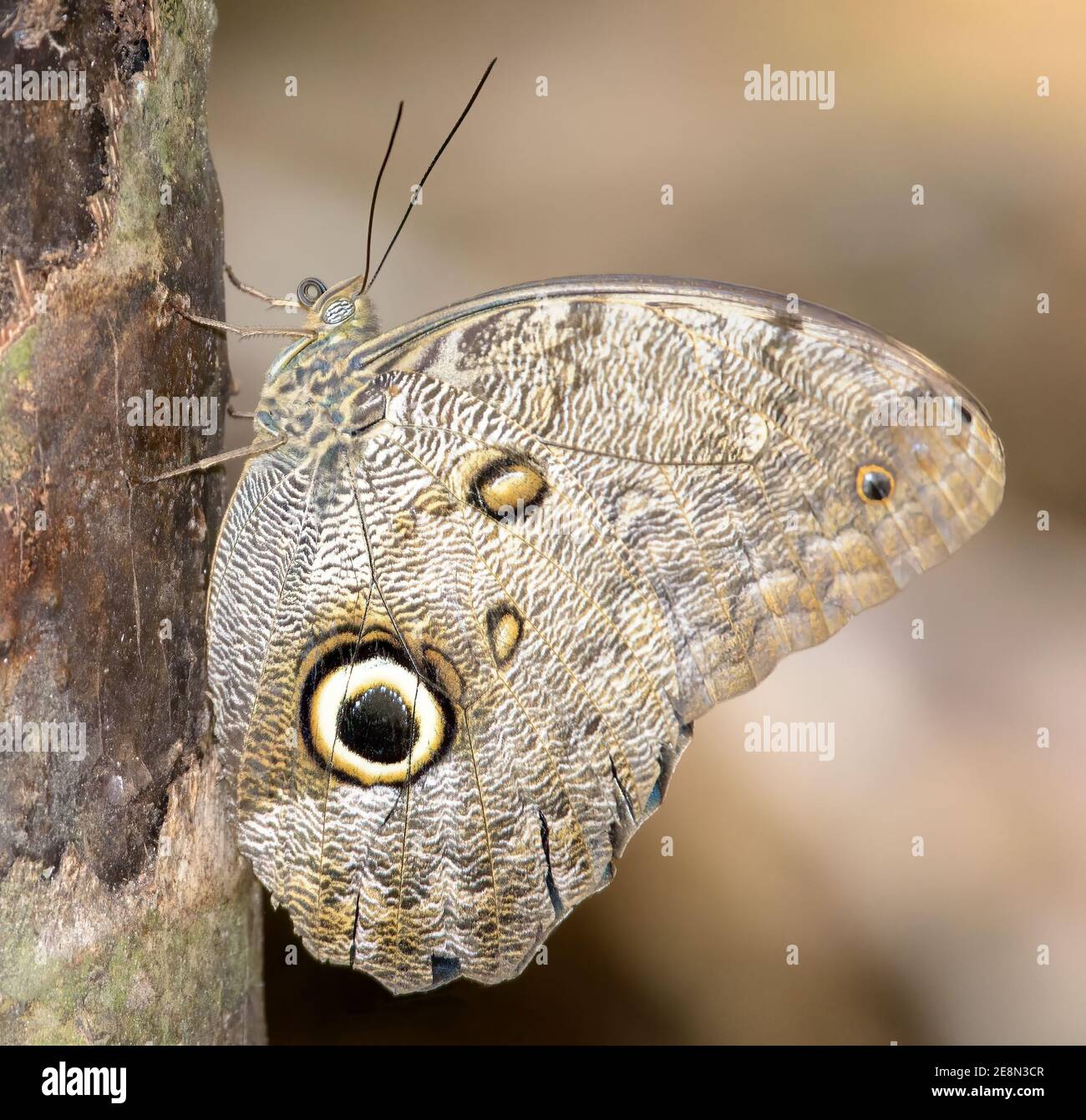 Forêt Giant Owl Butterfly (Caligo eurilochus) suspendu sur un arbre, fond doux et clair Banque D'Images