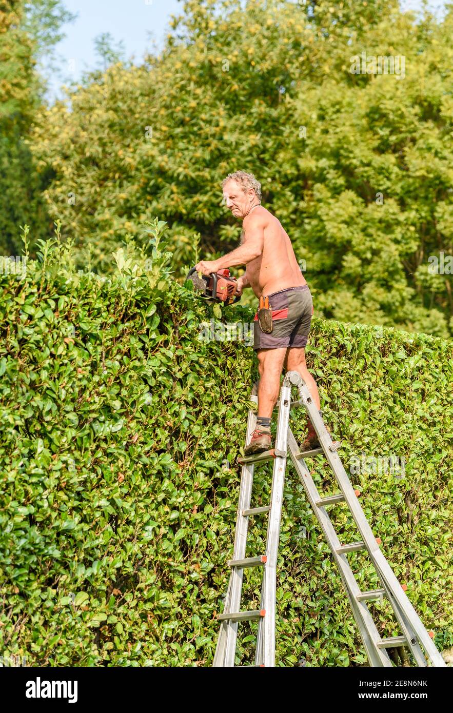Le jardinier professionnel coupe les haies avec le taille-haie à essence, l' entretien du jardin d'automne Photo Stock - Alamy