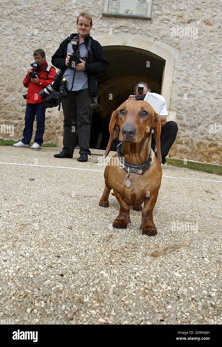Le chien 'Helike' du Royal danois pose lors d'un appel photo dans sa résidence d'été 'Château de Caix' près de Cahors, France, le 7 août 2007. Photo de Patrick Bernard/ABACAPRESS.COM Banque D'Images