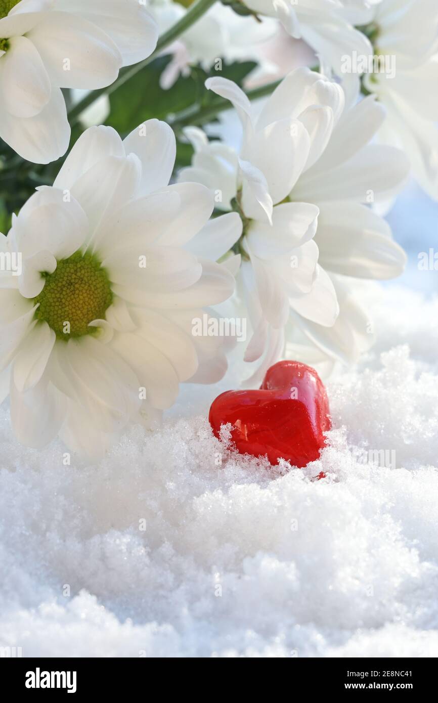 Fleurs de Marguerite blanche et forme de coeur rouge du verre sur la neige, l'amour et heureux Saint Valentin concept, l'espace de copie, la mise au point sélectionnée, la profondeur étroite de f Banque D'Images