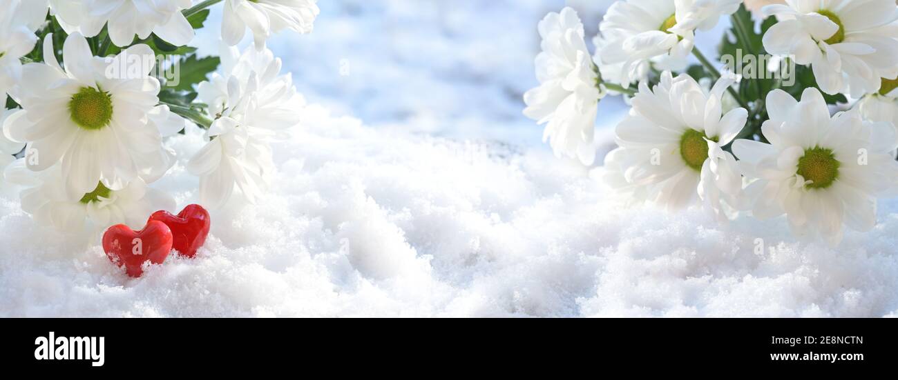 Fleurs de Marguerite blanche ou chrysanthème et deux coeurs rouges en verre couché sur la neige, l'amour et la Saint Valentin concept en grand format panoramique, copie s. Banque D'Images