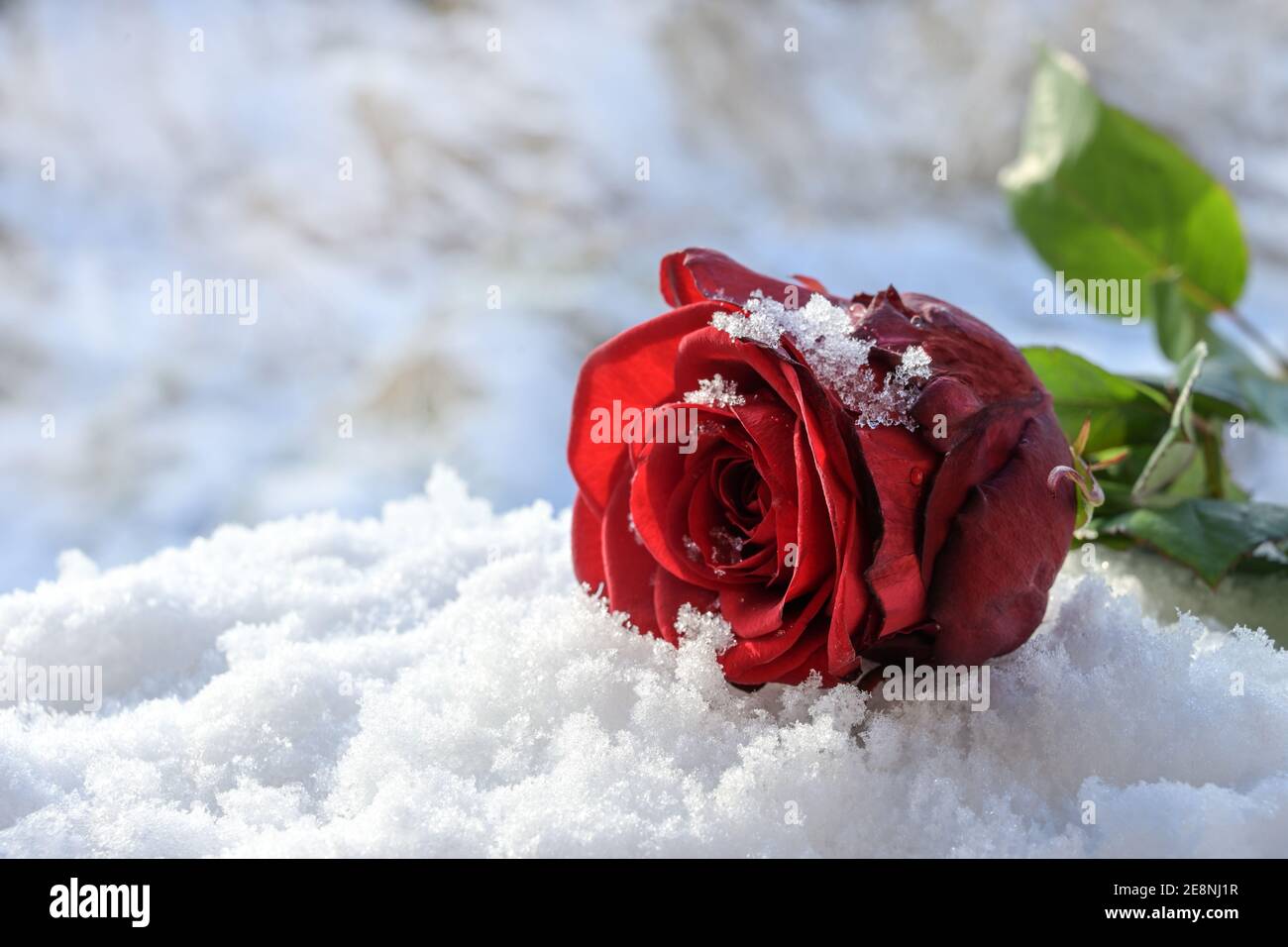 Rose rouge foncé dans la neige blanche, symbole d'amour et cadeau de vacances en hiver comme le jour des valentins, espace de copie, mise au point sélectionnée, profondeur de champ étroite Banque D'Images