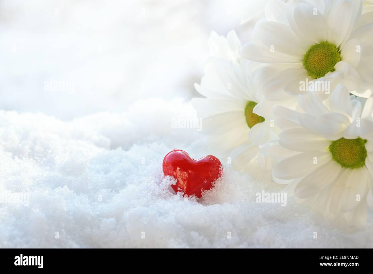 Forme de coeur en verre rouge et fleurs de Marguerite blanche couchée sur la neige pour une bonne journée de Saint Valentin, espace de copie, mise au point sélectionnée, profondeur de champ étroite Banque D'Images