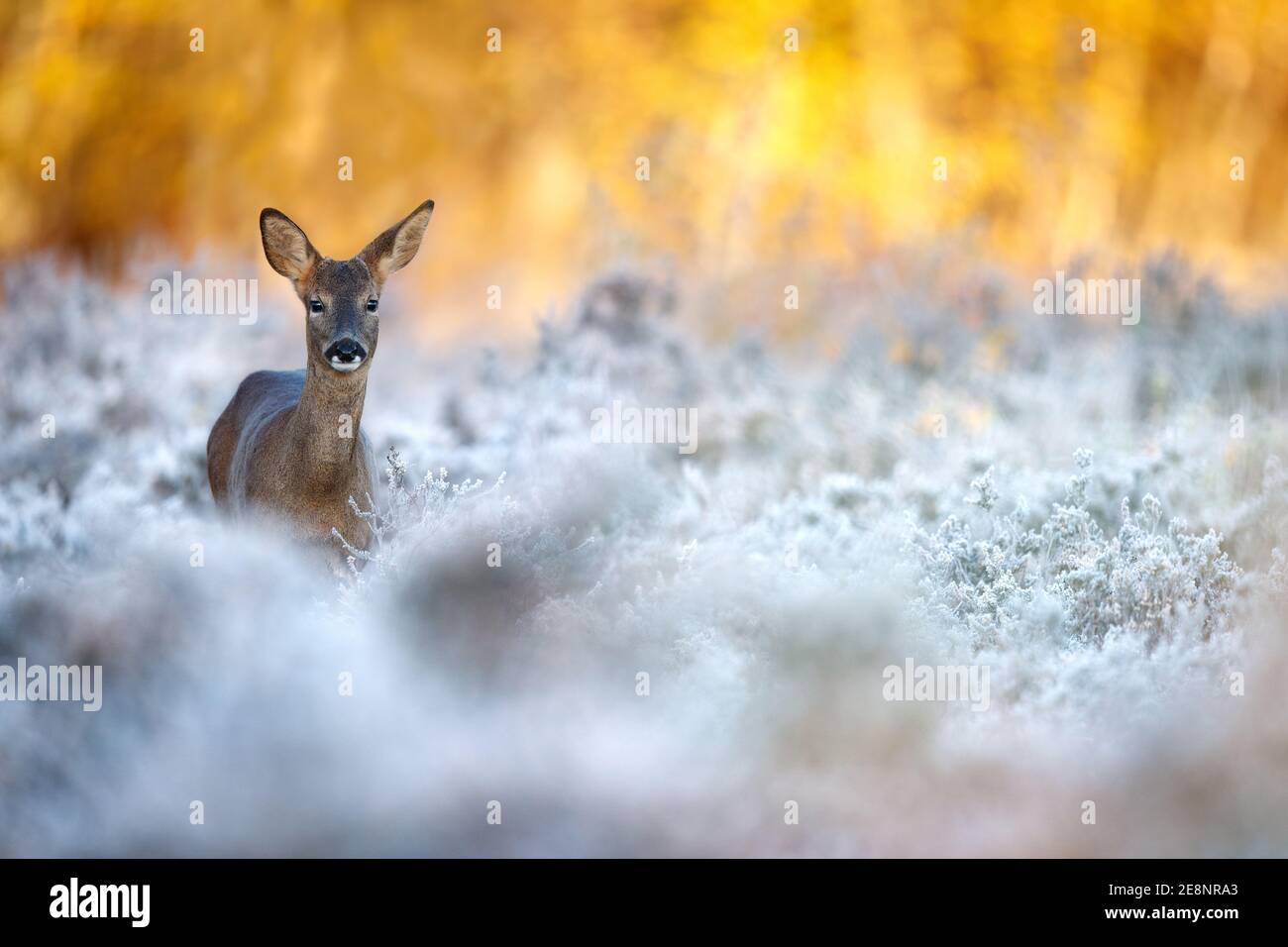 Un matin glacial au lever du soleil, un jeune buck de cerf de Virginie Banque D'Images