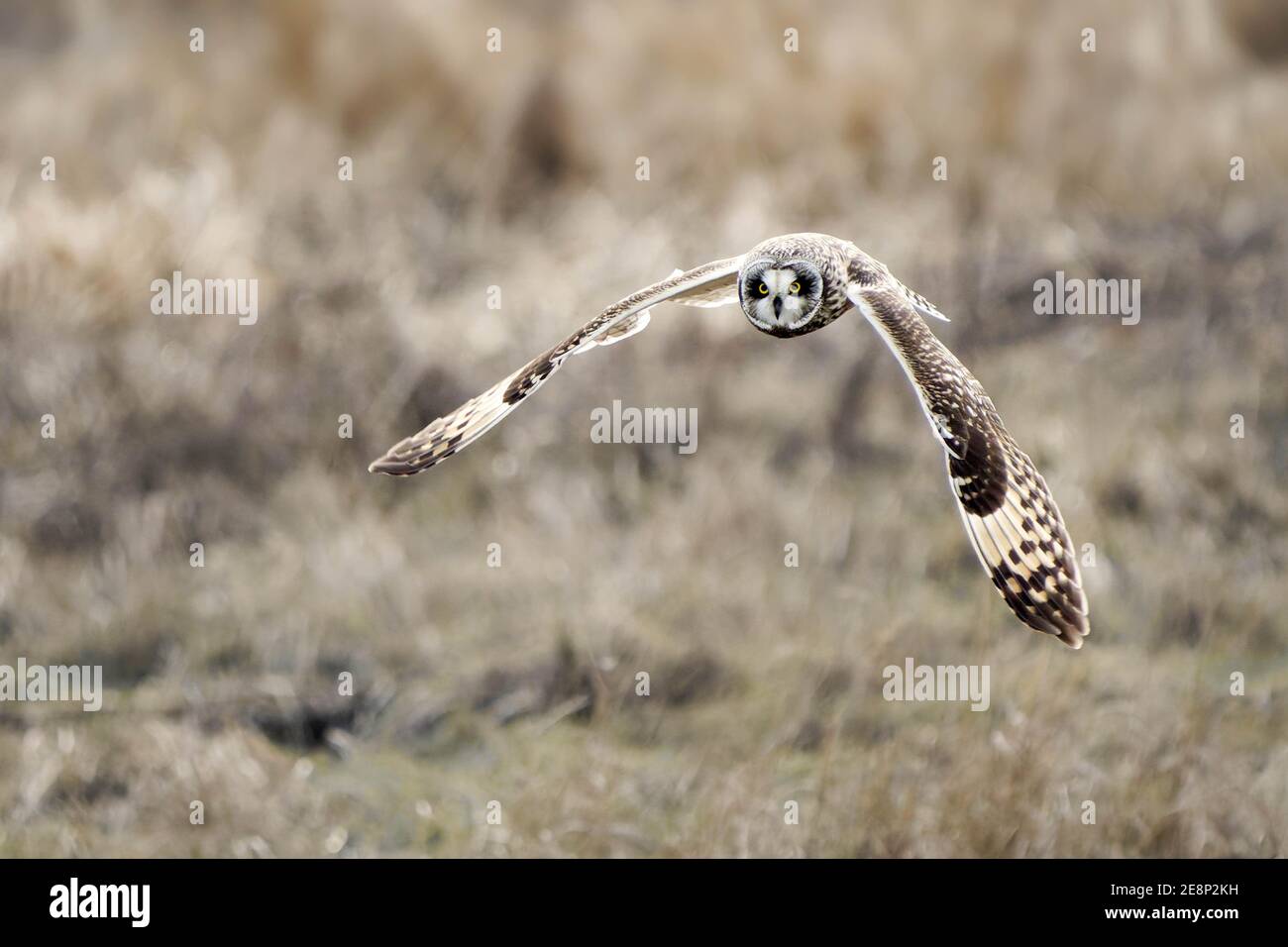 Hibou à éperon courte (ASIO flammeus) en chasse en vol au-dessus des marais, île de Fir, comté de Skagit, Washington, États-Unis Banque D'Images