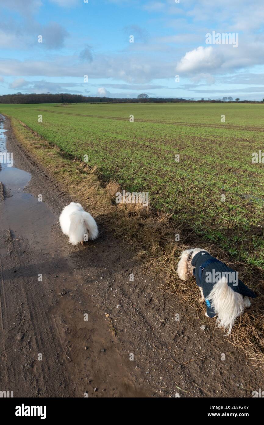 Chiens blancs marchant le long d'un sentier public dans le Yorkshire, en Angleterre. Banque D'Images