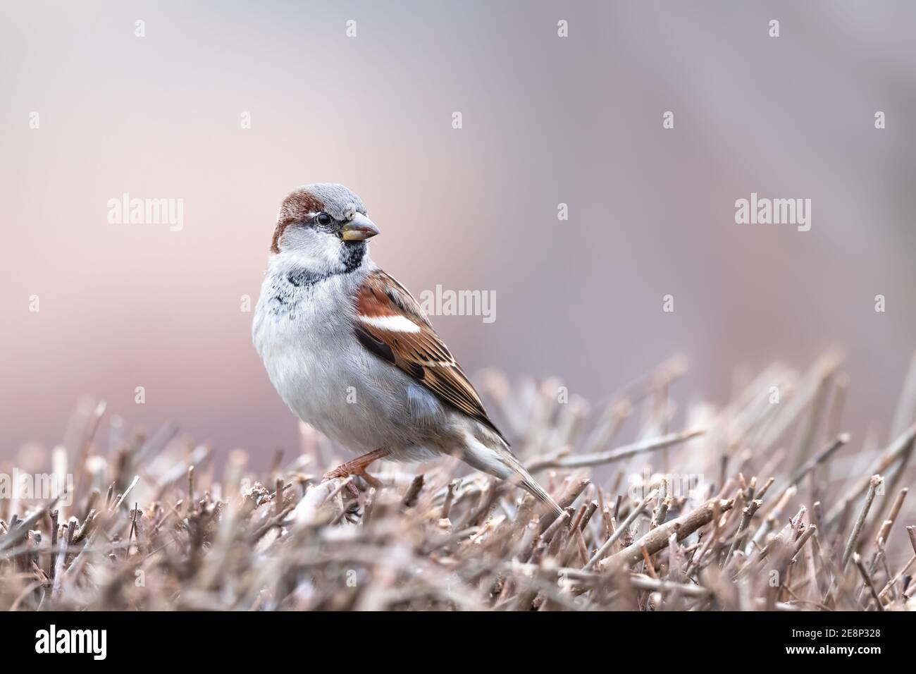 Maison Sparrow, Passer domesticus, debout sur une brousse avec un arrière-plan joli et flou Banque D'Images