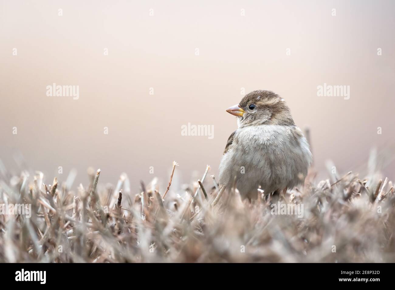 Maison Sparrow. Passer domesticus, Bruant commun debout sur un buisson avec un arrière-plan joli et flou Banque D'Images