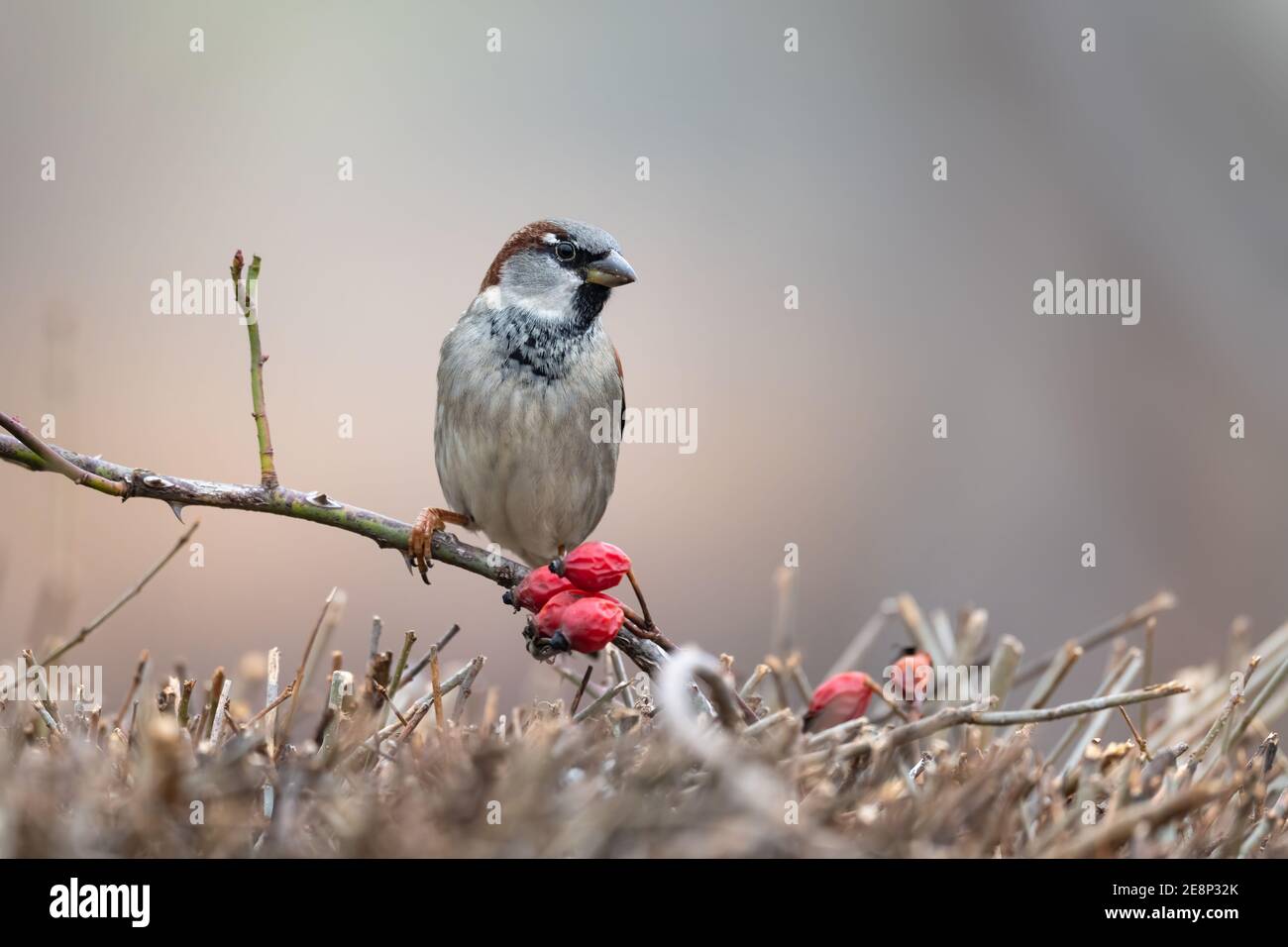 Maison Sparrow. Passant domesticus, debout sur une brousse avec un arrière-plan joli et flou Banque D'Images