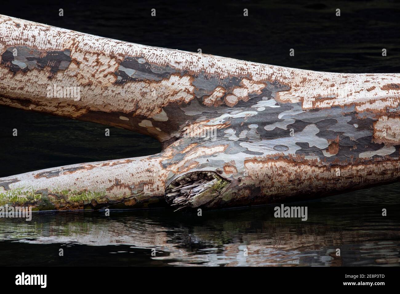 Image abstraite d'un tronc d'arbre de Sycamore américain tacheté tombé dans l'eau - forêt nationale de Pisgah, Brevard, Caroline du Nord, États-Unis Banque D'Images