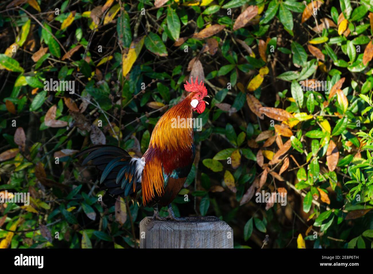 Coq de la Junglewhid rouge mâle (Gallus gallus, ancêtre domestique du poulet) croquant à un poste de clôture, réserve Steven J. Fousek, comté de St. Lucie, Floride Banque D'Images