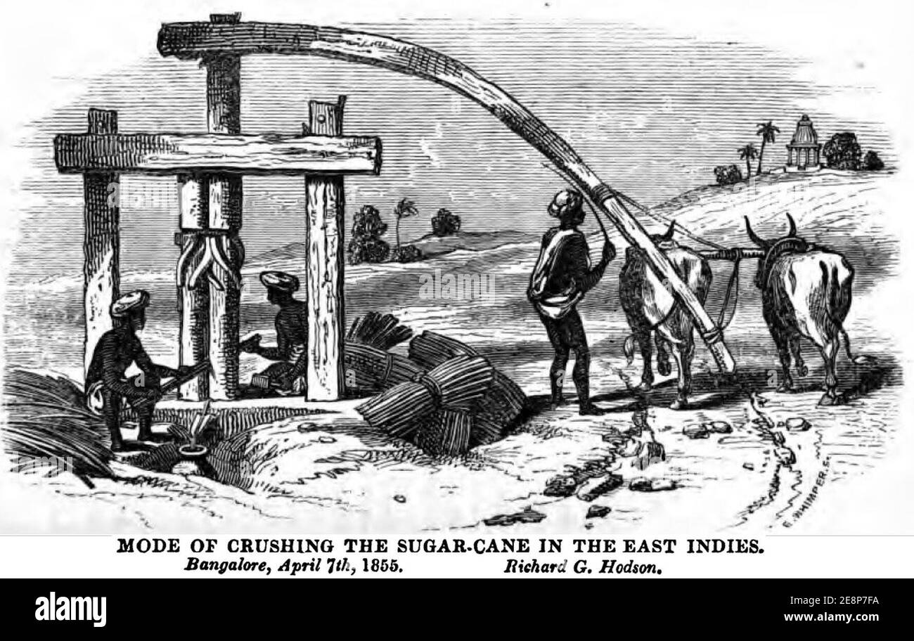 Mode de broyage de la canne à sucre dans les Indes orientales (1855 juillet XII, p.72, Richard G Hodson, 7 avril 1855, Bangalore) - copie. Banque D'Images