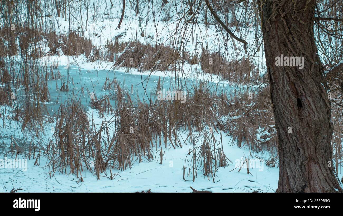 Paysage d'hiver avec une rivière gelée et des arbres secs, hiver froid, un paysage enneigé, un lac glacé. Banque D'Images