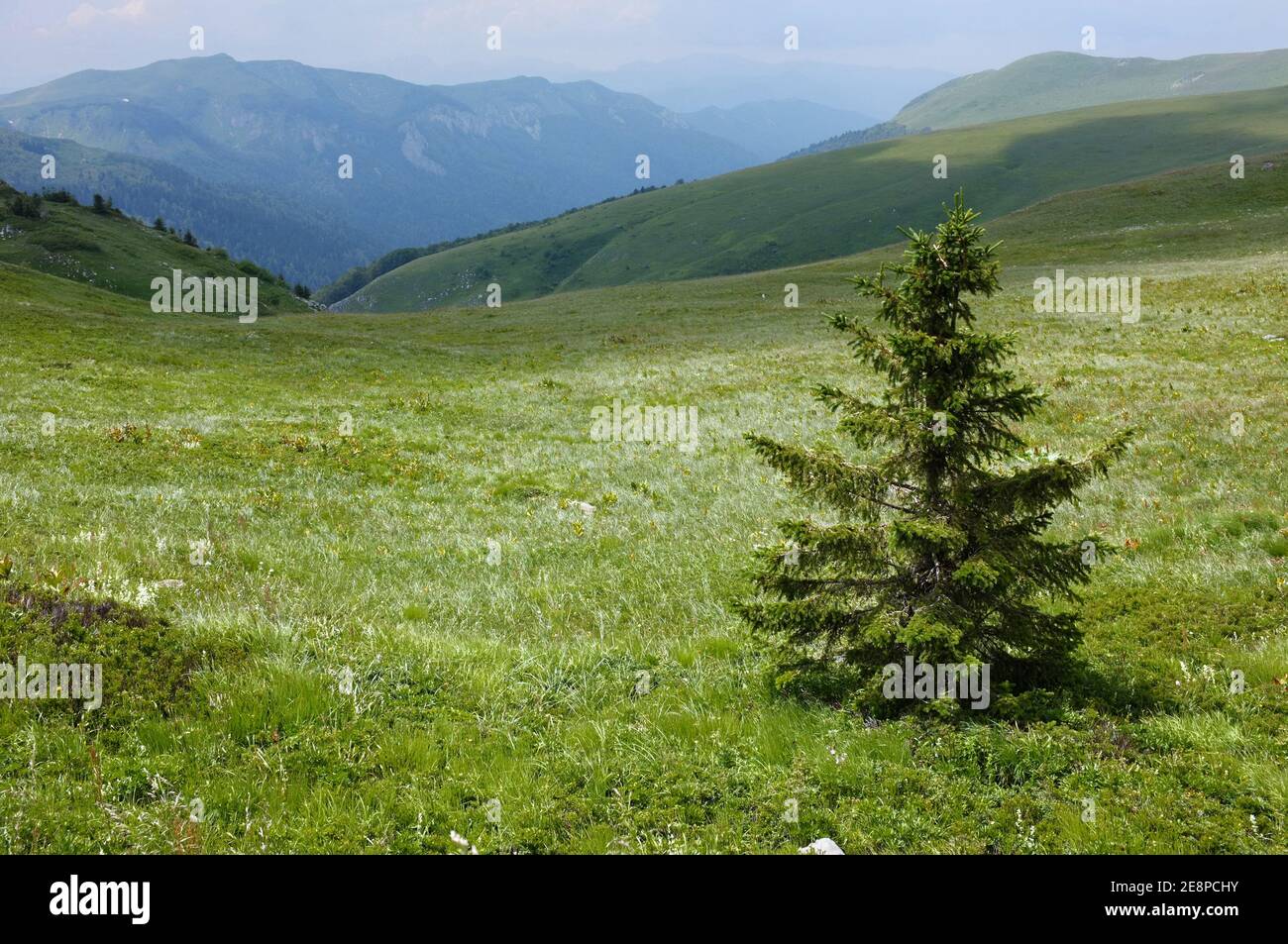 Un jeune sapin solitaire dans un verdant glade du parc national 'Biogradska Gora', Monténégro Banque D'Images