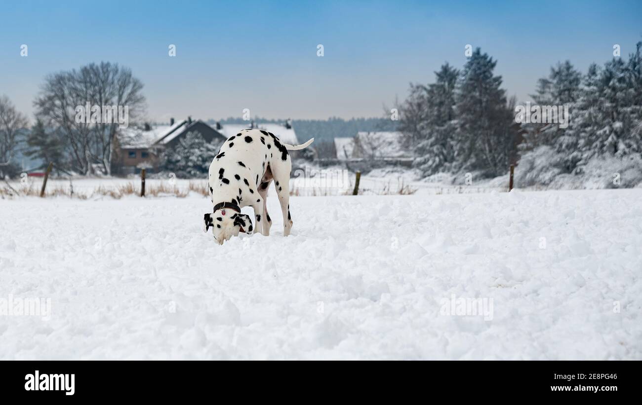 Dalmatian en hiver Snow Scene recherche Banque D'Images