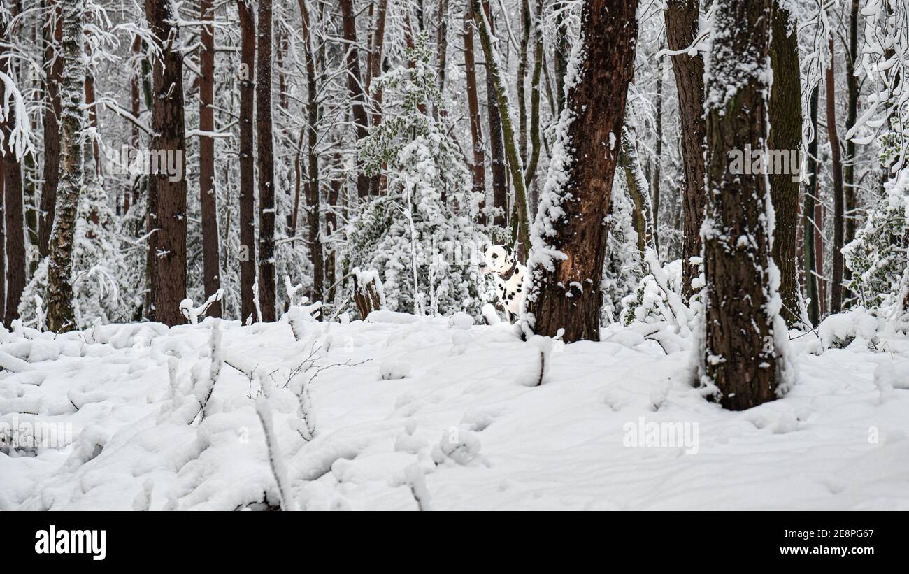 Dalmatien en hiver neige scène dans les bois Banque D'Images