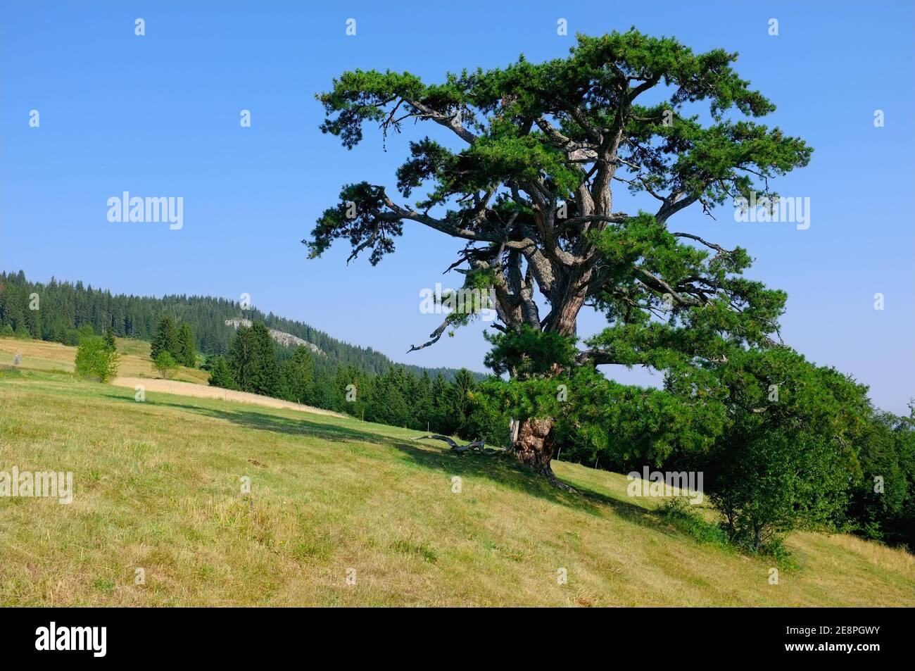 Le PIN Saint est le symbole de Kamena Gora, Serbie Banque D'Images