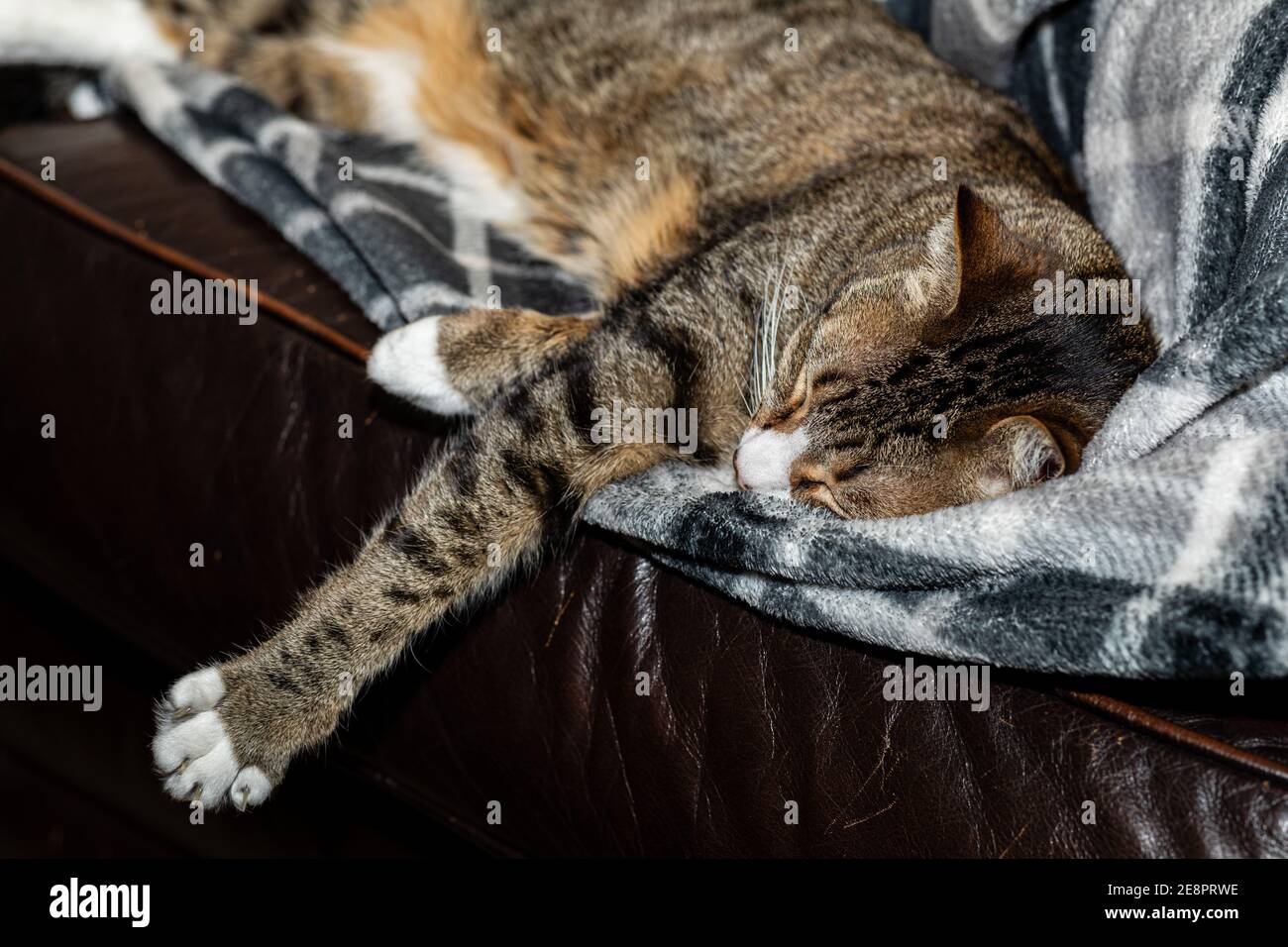Animal Blotti Banque D Image Et Photos Alamy