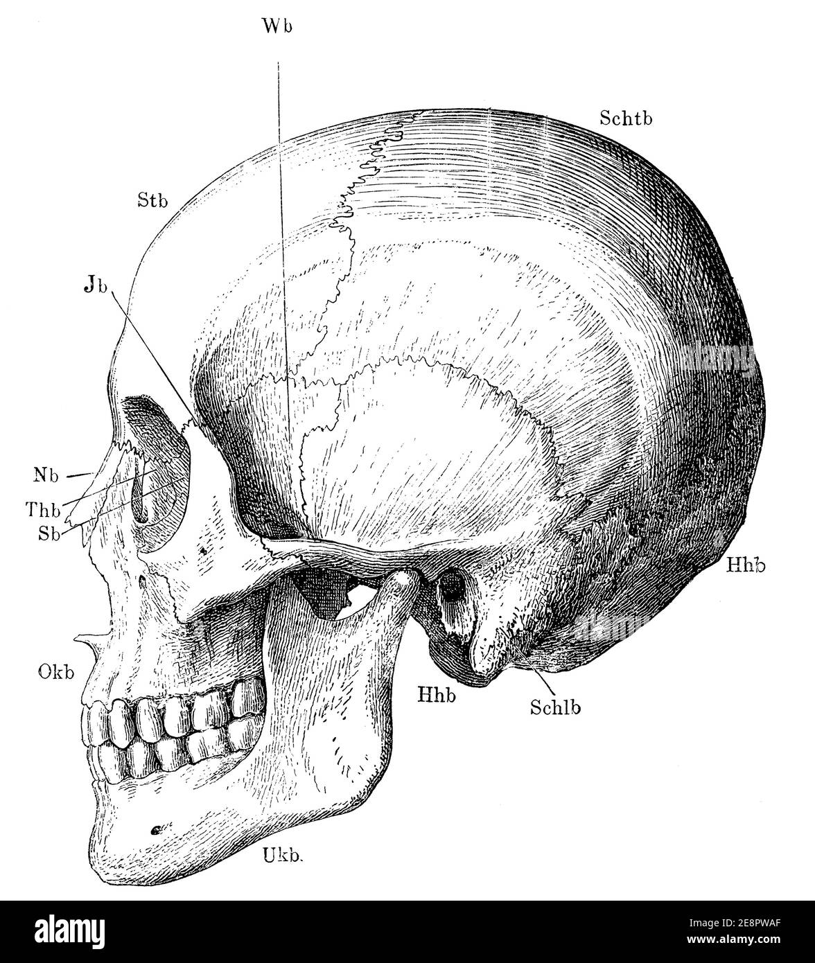 Squelette de la tête dans le profil. Illustration du 19e siècle. Allemagne. Arrière-plan blanc. Banque D'Images