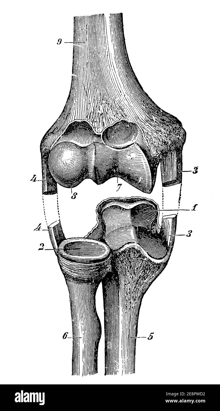 Articulation du genou. Illustration du 19e siècle. Allemagne. Arrière-plan blanc. Banque D'Images