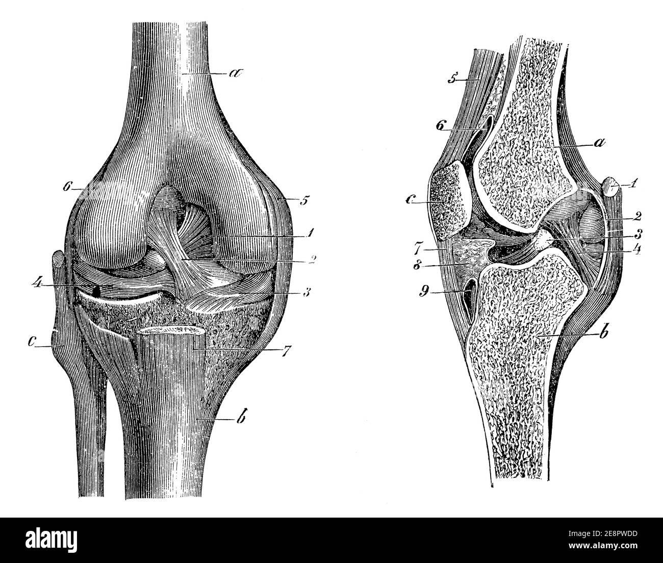 Articulation du genou, vue avant (gauche) et vue en coupe (droite). Illustration du 19e siècle. Allemagne. Arrière-plan blanc. Banque D'Images