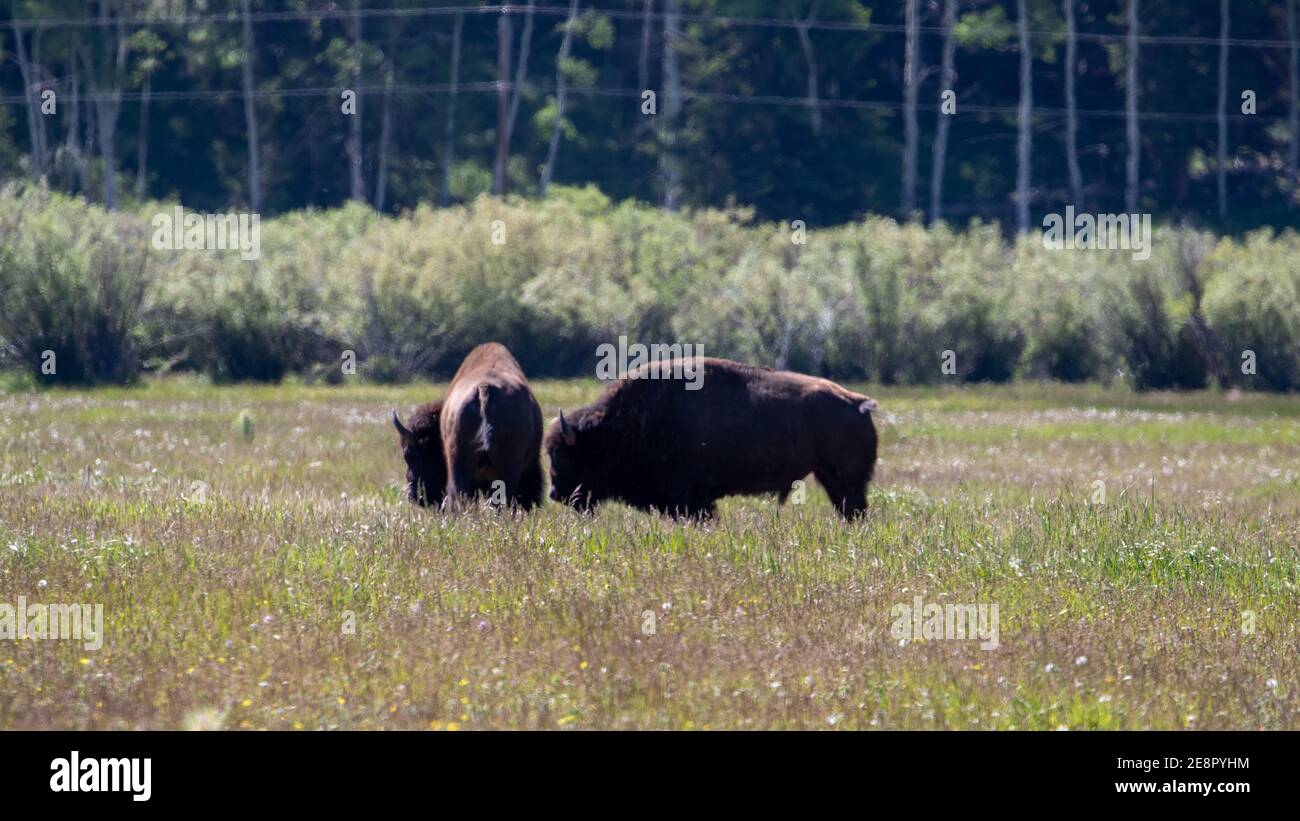 Les bisons du Yellowstone Banque D'Images