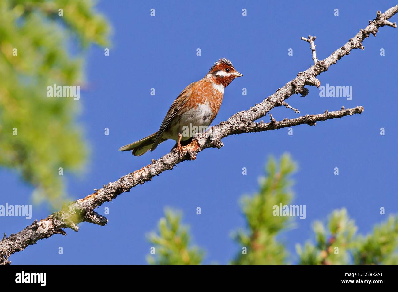 Épi (Emberiza leucocephalos), mâle adulte assis sur la branche de l'épinette, lac Huvsgol, Mongolie Banque D'Images