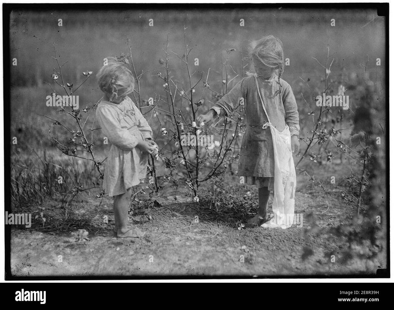 Millie, quatre ans, et Nellie, cinq ans. Cueilleurs de coton sur une ferme près de Houston, Millie cueille huit livres par jour et Nellie trente livres. C'est presque tous les jours. Conditions de la maison Banque D'Images