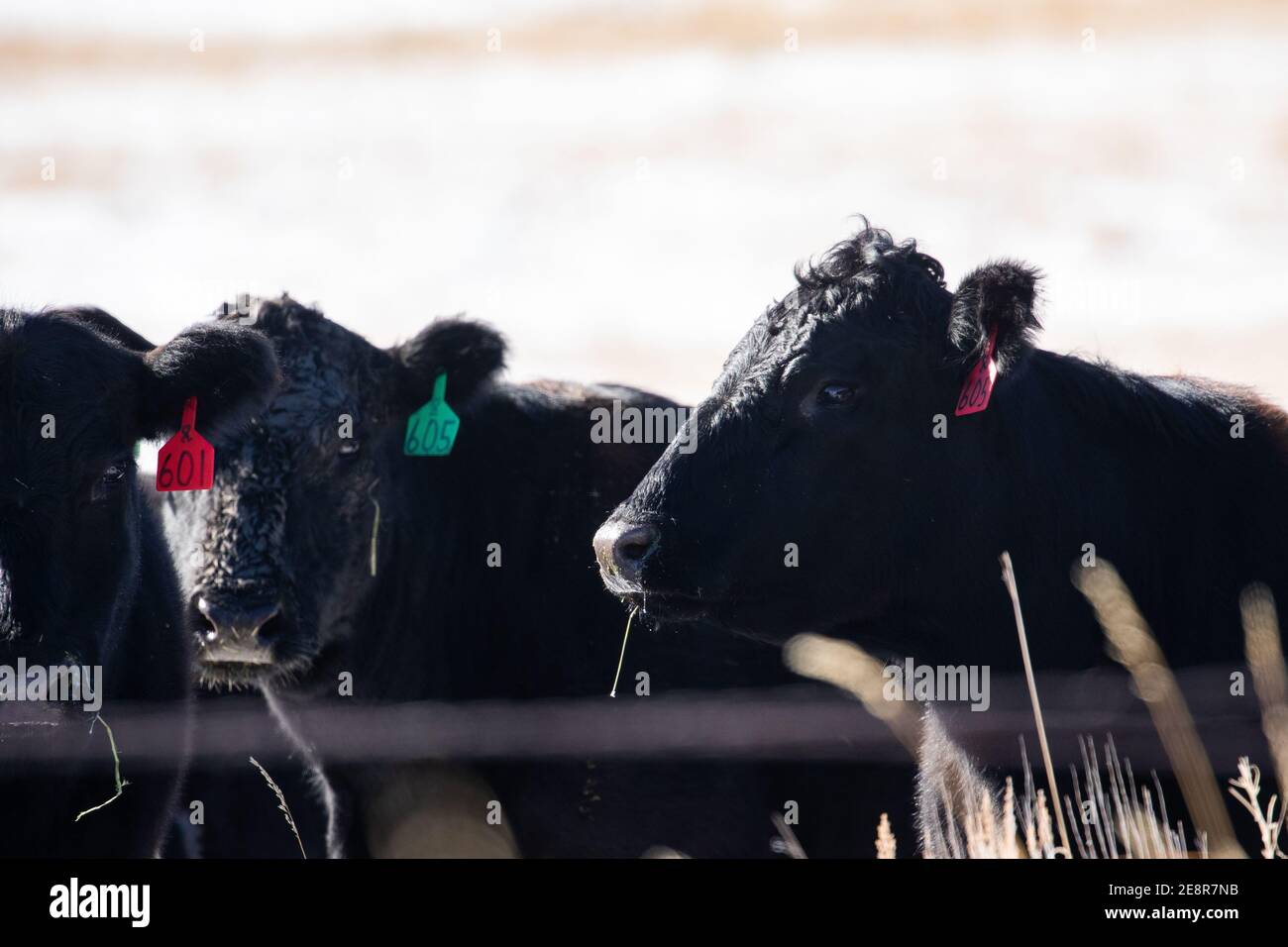 Vaches paissant au Montana Banque D'Images