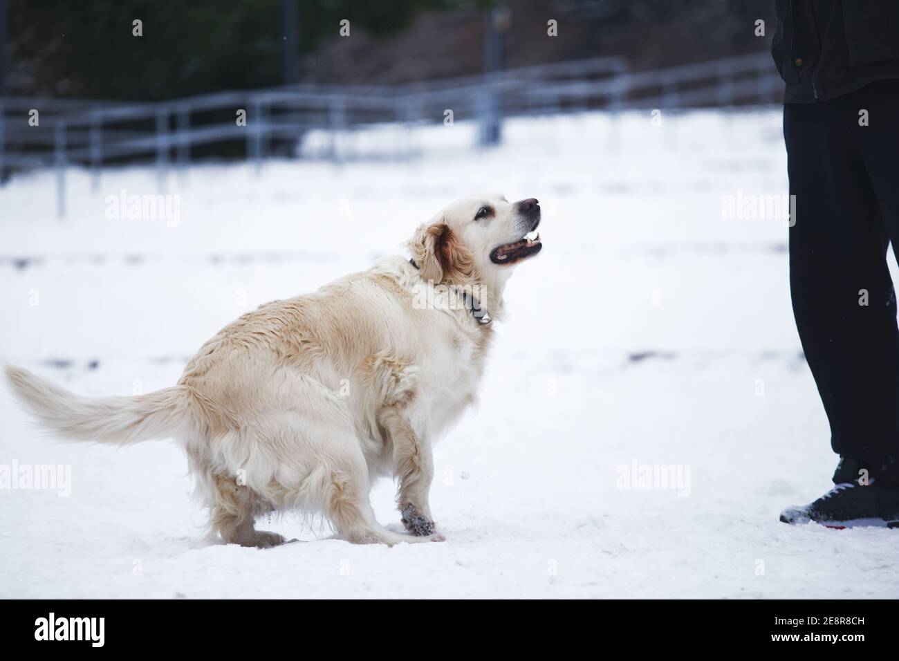 Joyeux chien Golden Retriever sur la neige dehors en hiver Banque D'Images