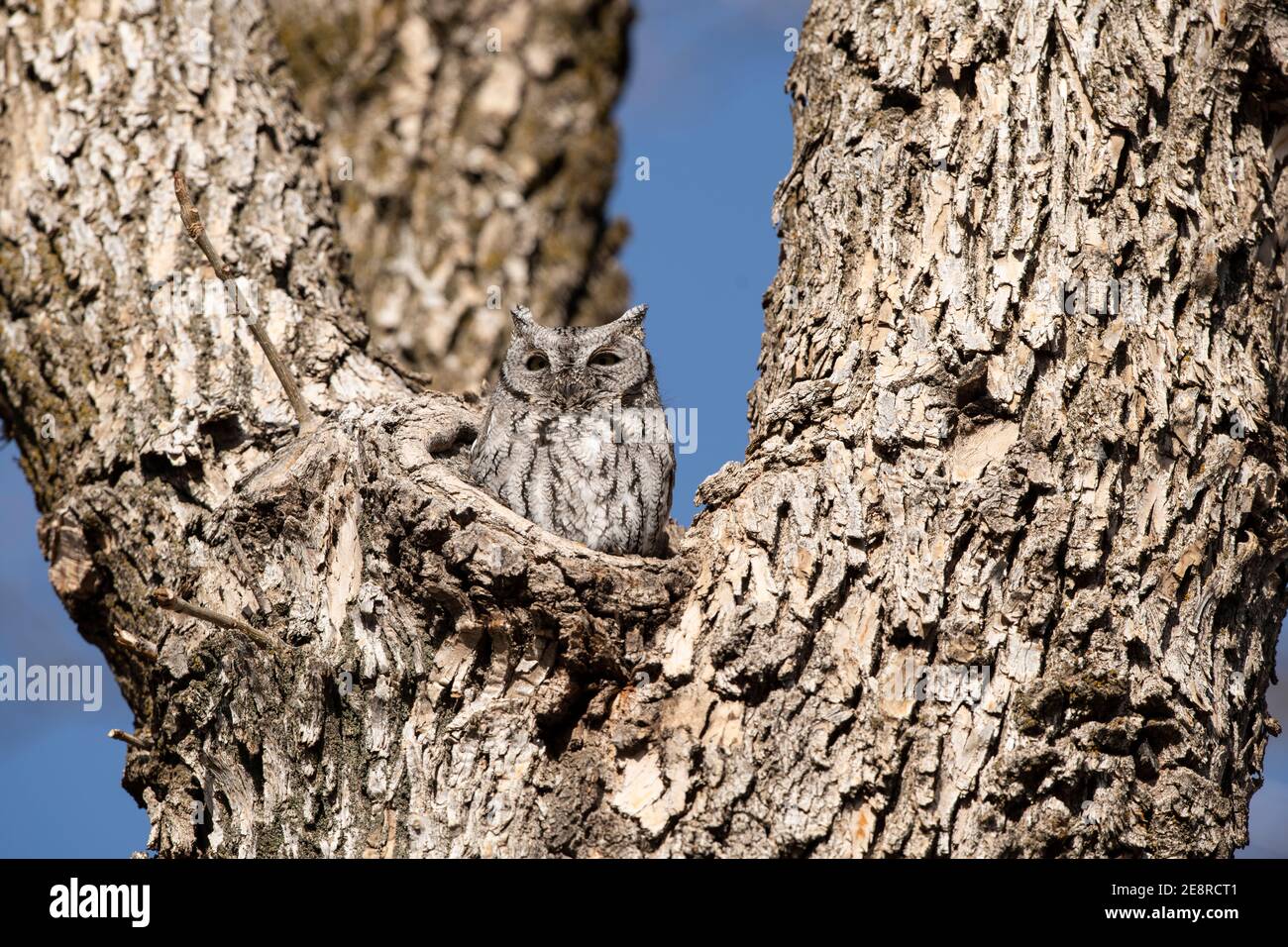 Hibou des montagnes de l'Ouest dans un arbre. Banque D'Images