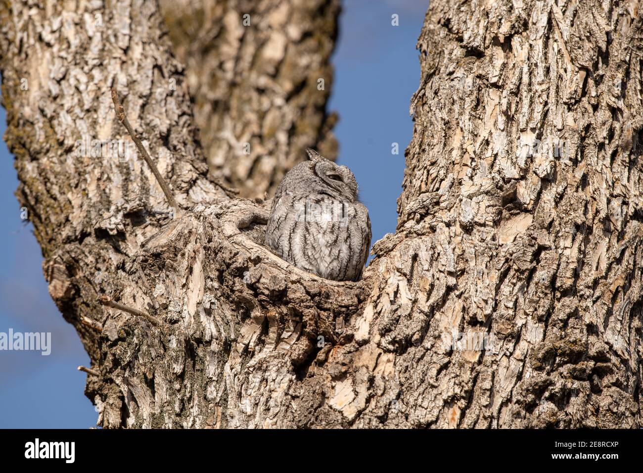 Hibou des montagnes de l'Ouest dans un arbre. Banque D'Images