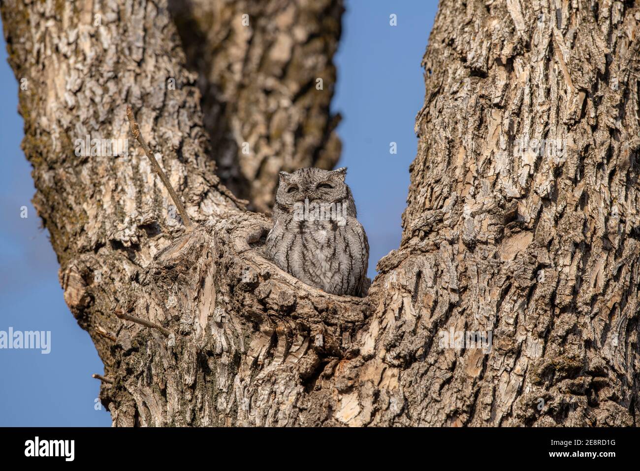 Hibou des montagnes de l'Ouest dans un arbre. Banque D'Images