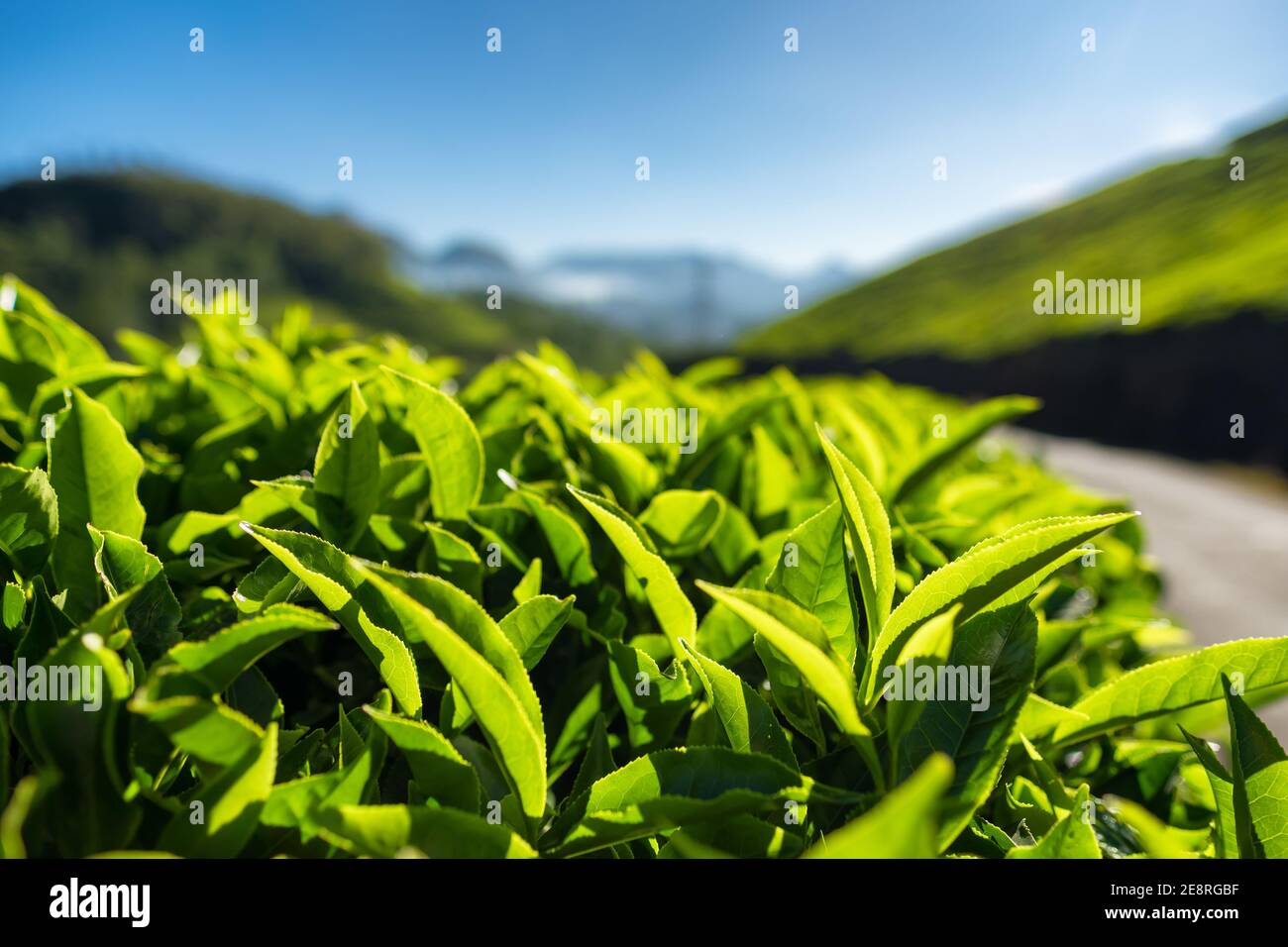 Feuilles de thé vert de près sur les plantations de thé à Munnar, Inde Banque D'Images