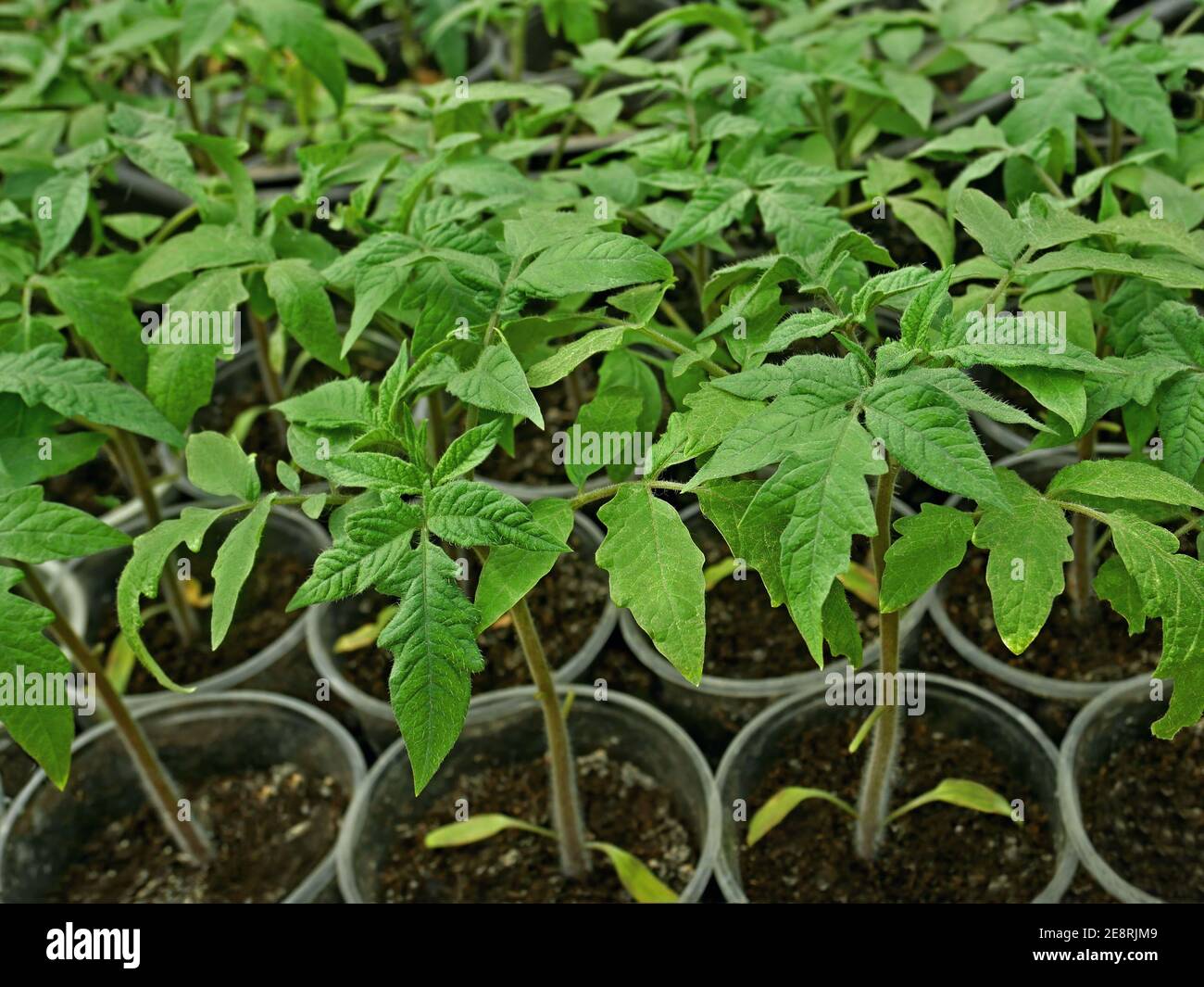 Beaucoup de jeunes plants de tomates vertes poussant dans le sol dans des tasses en plastique, les plantes avant de planter dans le sol au printemps Banque D'Images