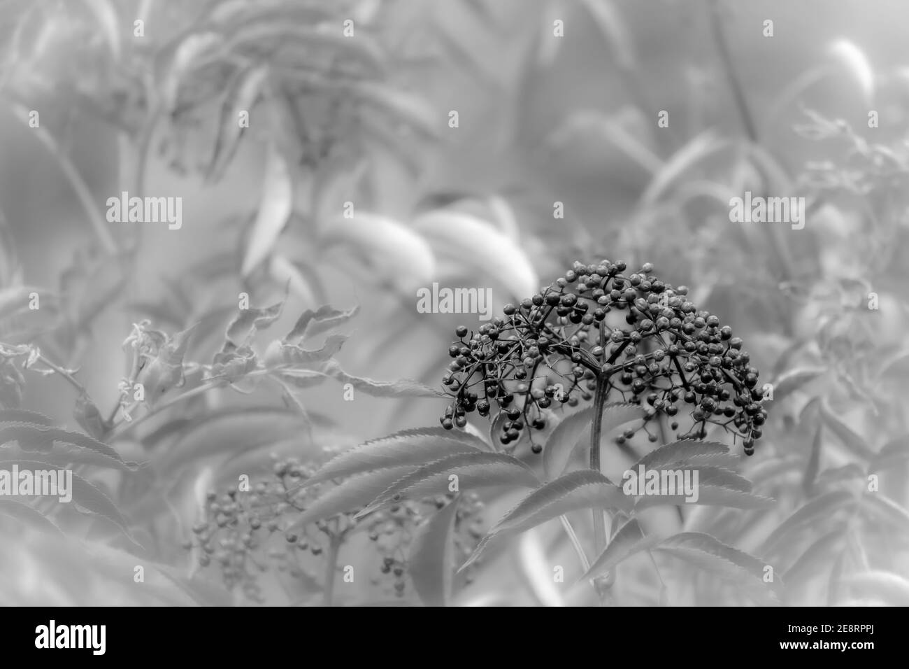 Un arrière-plan abstrait de l'Elderberry commune (Sambucus nigra) avec espace de copie. Banque D'Images