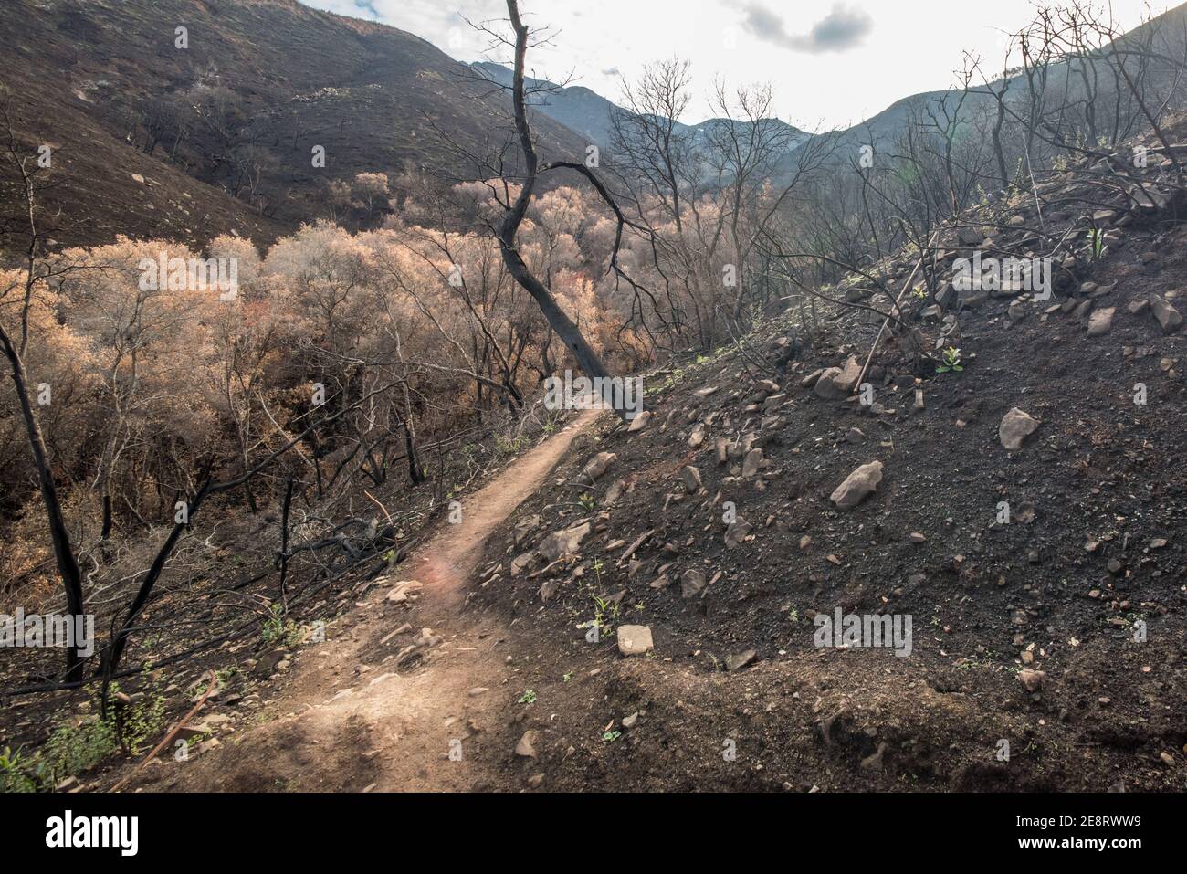 Le paysage charré par le feu californien à la suite de feux de forêt hors de contrôle, il faudra des années pour guérir. Banque D'Images