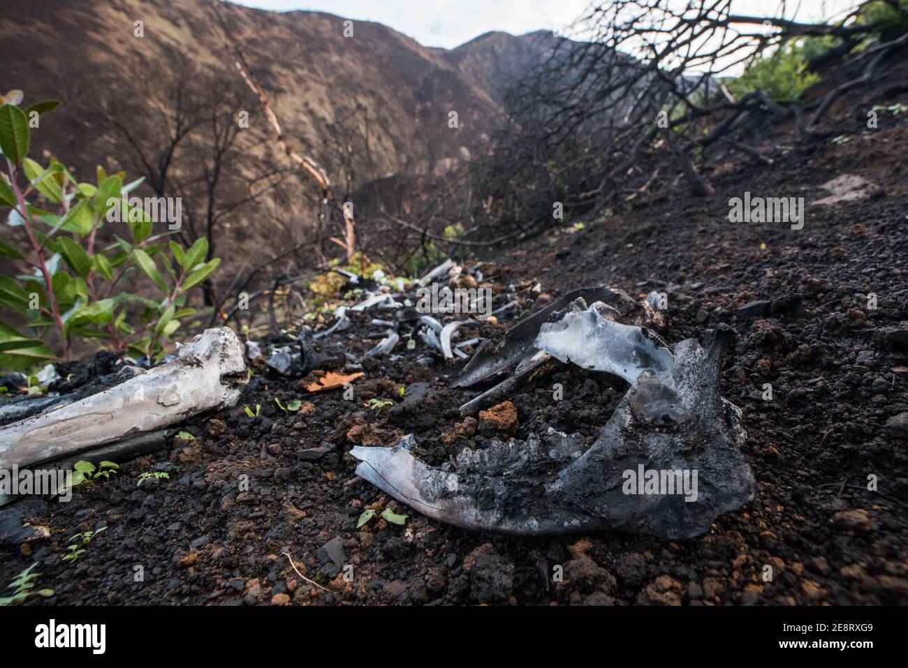 Les os carbonisés sont tout ce qui reste d'un cerf mulet qui doit avoir été pris dans les feux de forêt de Californie. Banque D'Images