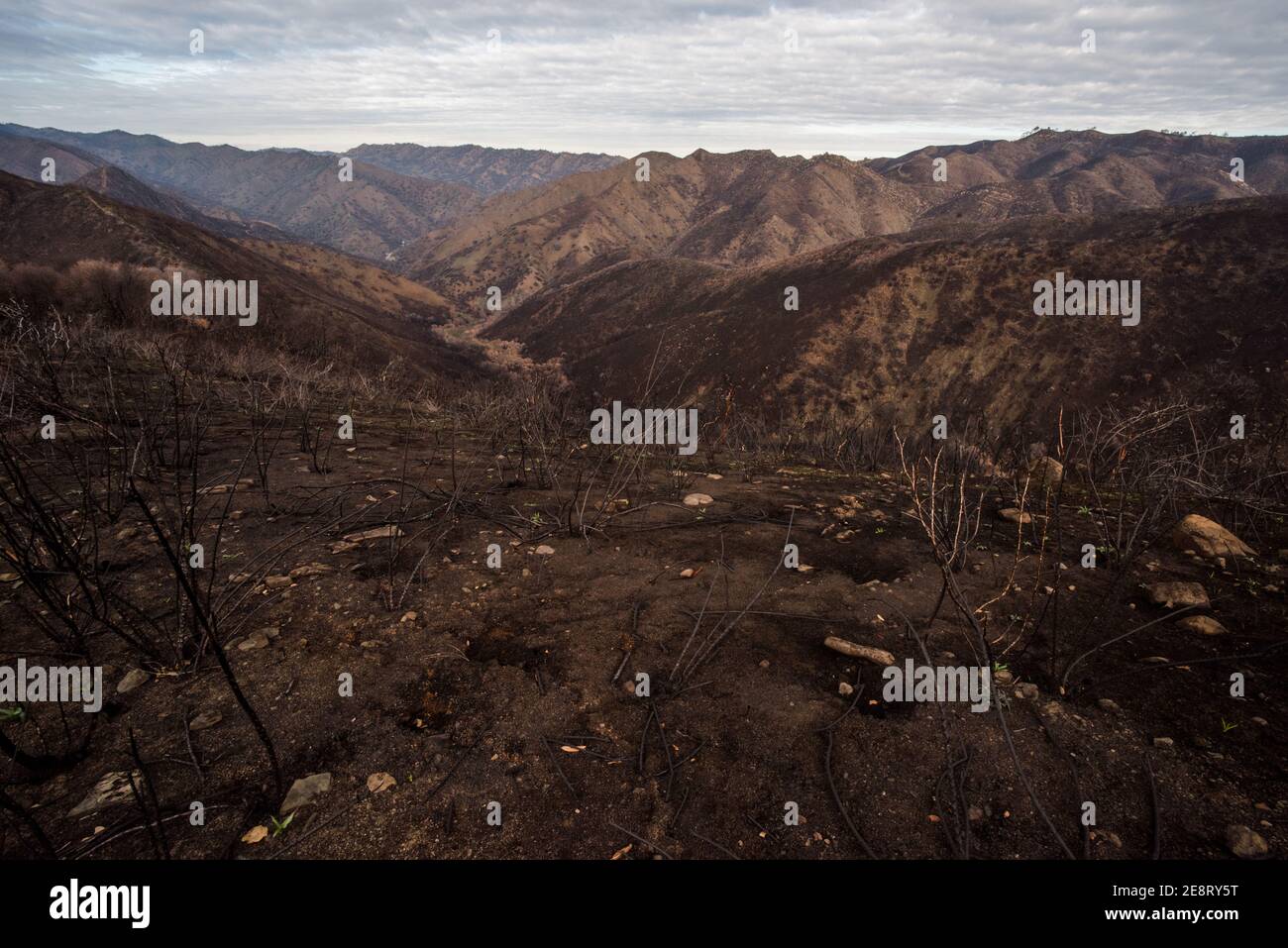 Le paysage brûlé de la Californie après les feux de forêt d'éclairage balayé et laissé des montagnes et des vallées carbonisées derrière. Banque D'Images