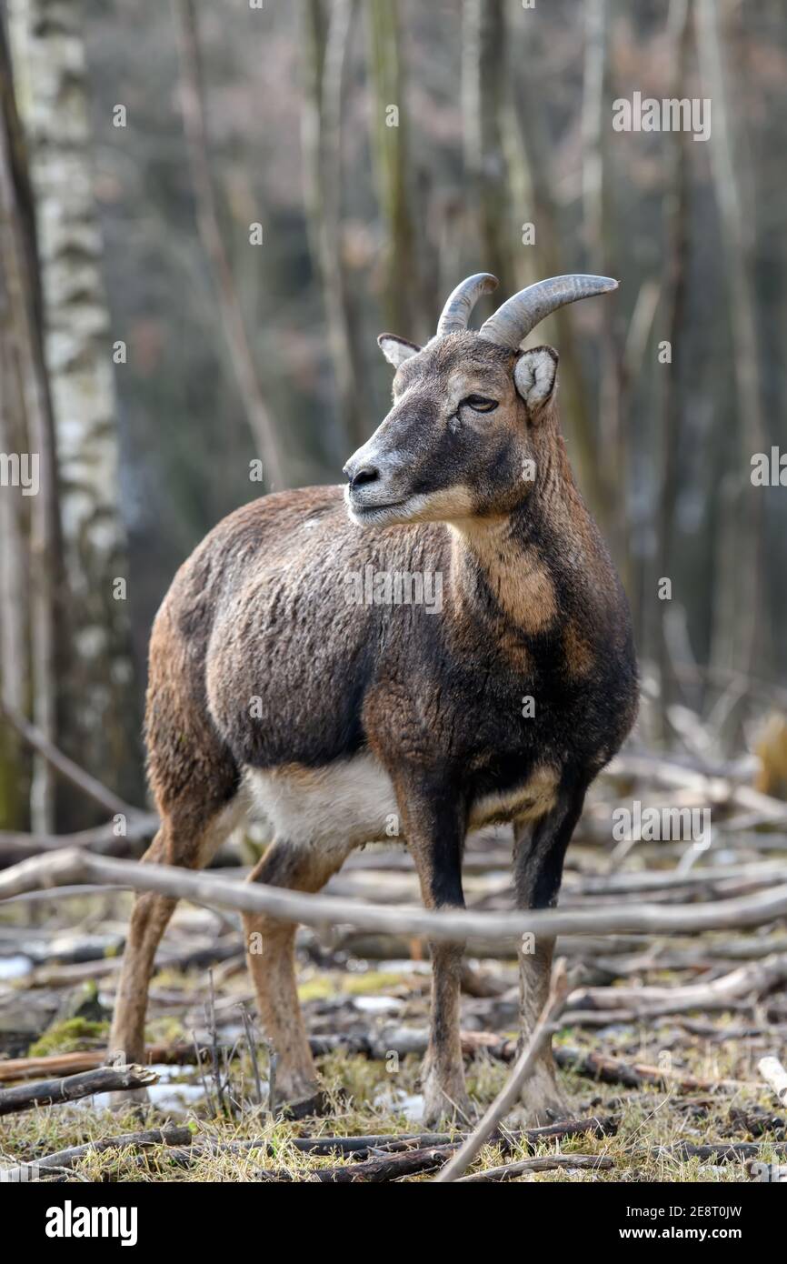 Grand animal mouflon. Mouflon, Ovis orientalis, animal corné de forêt dans l'habitat naturel Banque D'Images