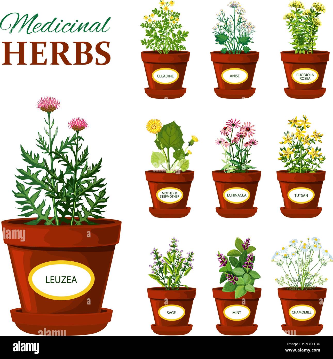 Ensemble d'herbes médicales dans des pots avec des étiquettes de leuzea sage menthe mère et steppmather tutsan echinacea illustration de vecteur isolé Illustration de Vecteur