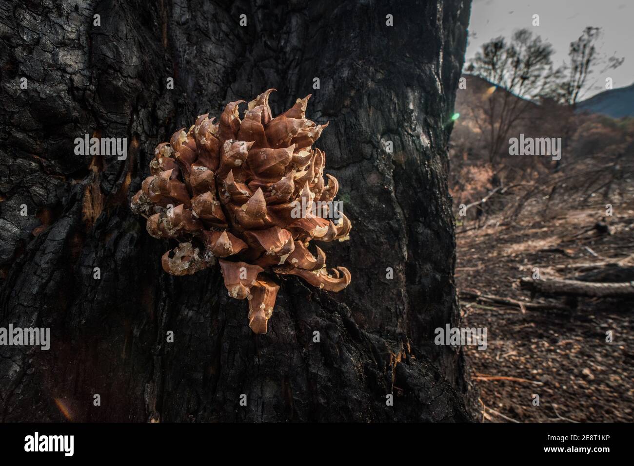 Le cône de pin du pin gris (Pinus sabiniana) du comté de Solano après que des feux de forêt ont balayé la région et tué les arbres adultes. Banque D'Images