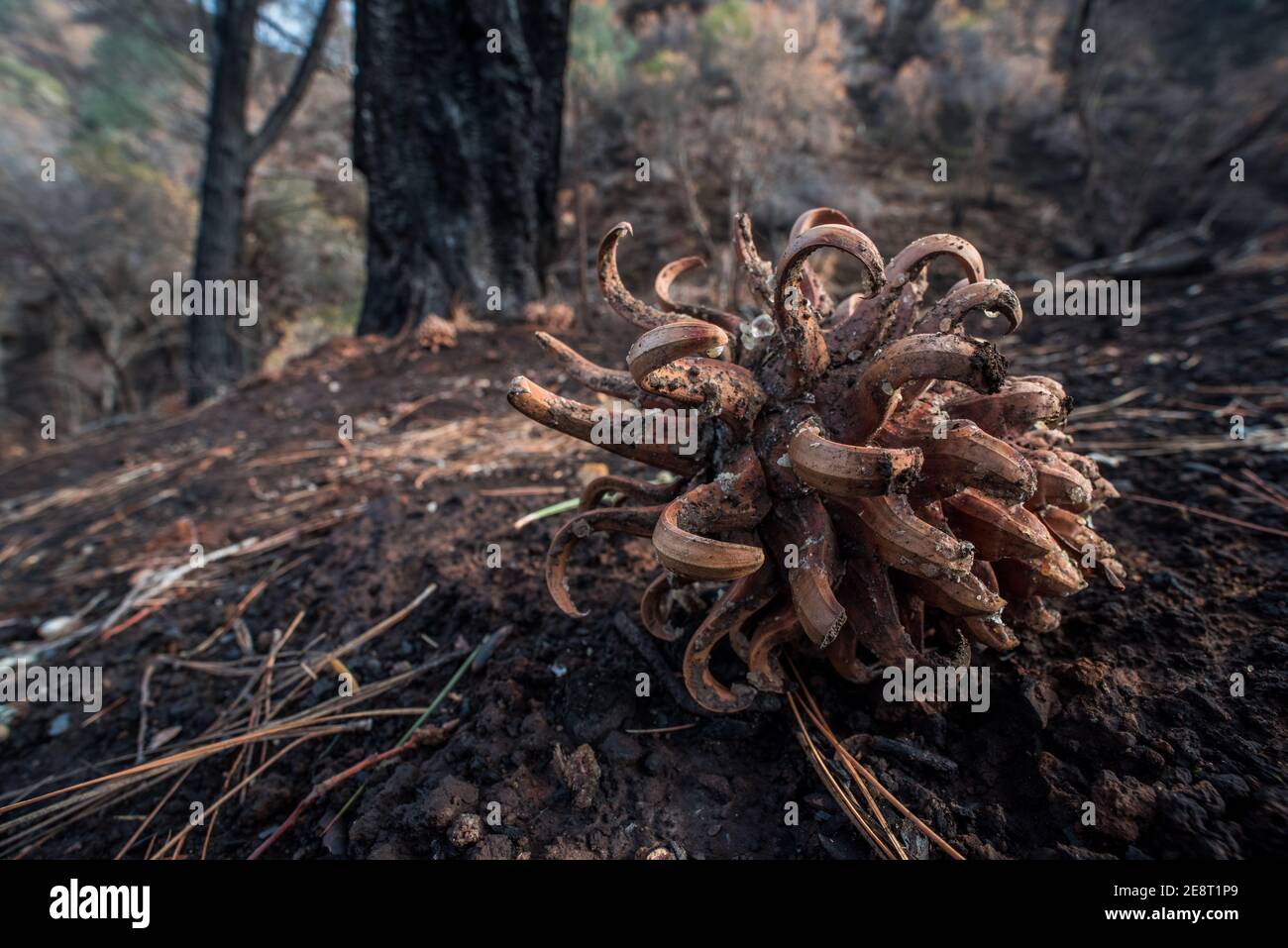 Le cône de pin du pin gris (Pinus sabiniana) du comté de Solano après que des feux de forêt ont balayé la région et tué les arbres adultes. Banque D'Images