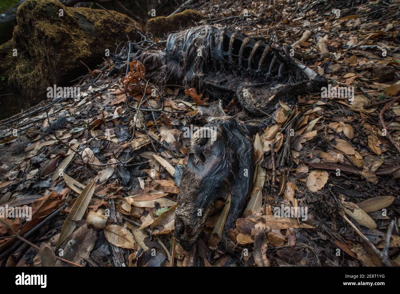 Le cerf mulet mort (Odocoileus hemionus californicus) se décompose sur le sol forestier en Californie, peut-être victime de feux de forêt qui ont ravagé la région. Banque D'Images
