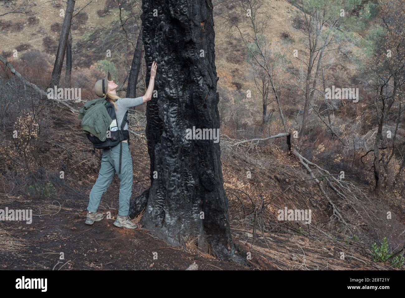 Une randonneur femelle s'approche et regarde un arbre qui a été brûlé dans les feux de forêt qui ont balayé la campagne californienne. Banque D'Images